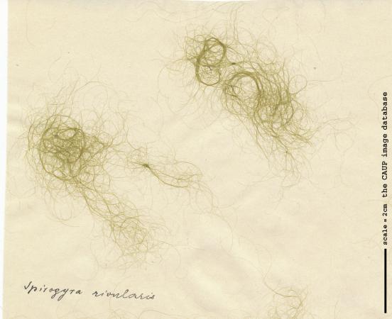 Spirogyra rivularis.jpg